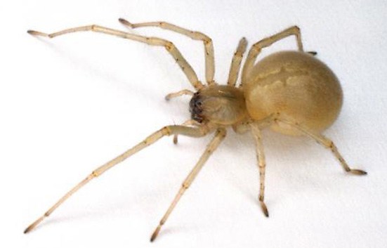 Chiracanthium-mildei.jpg